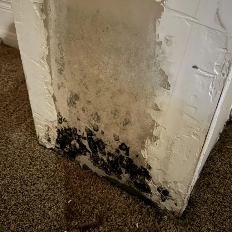 Professional Mold Removal in Cumberland, KY